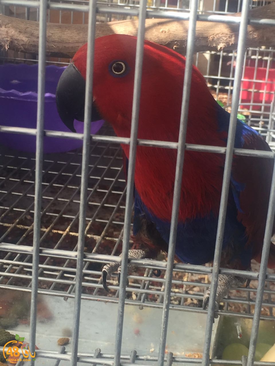 zohdy 3ashor (2).jpg